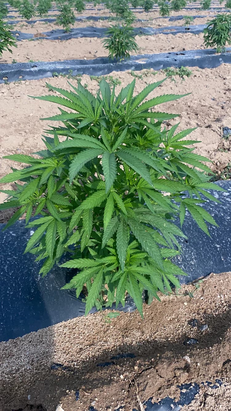Vegetáció - Cannapopolis folyamatlépés