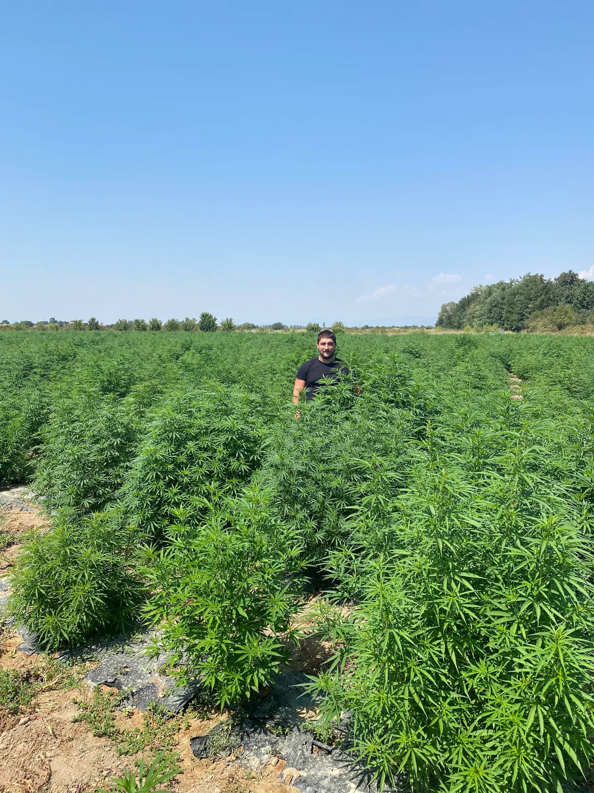 Yordan Milenov, a Cannapopolis alapítója kendermezőn
